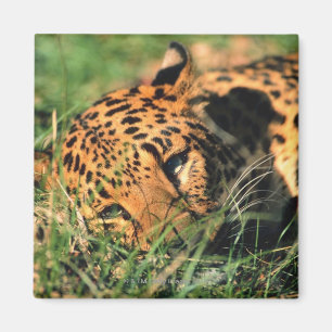 Imán Leopardo que descansa en hierba