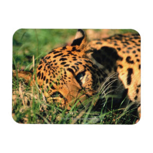 Imán Leopardo que descansa en hierba