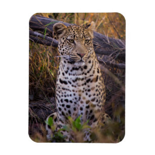 Imán Leopardo sentado, Botsuana, África