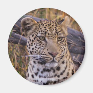 Imán Leopardo sentado, Botsuana, África