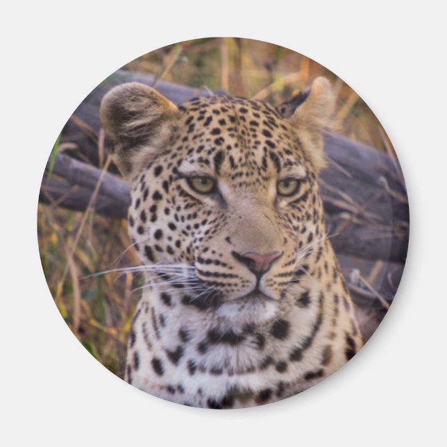 Imán Leopardo sentado, Botsuana, África (Frente)