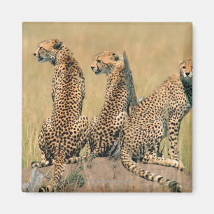 Imán Leopardos que miran lejos