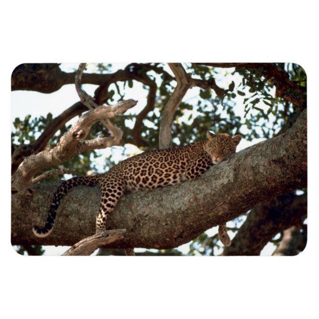 IMÁN LEOPARE EN ÁRBOL (Horizontal)