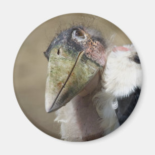 Imán Leptoptilos crumeniferio