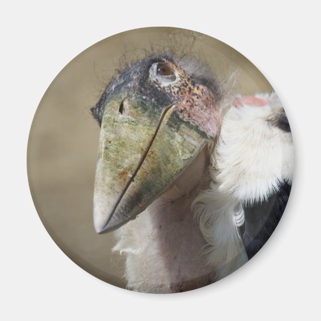 Imán Leptoptilos crumeniferus (Frente)