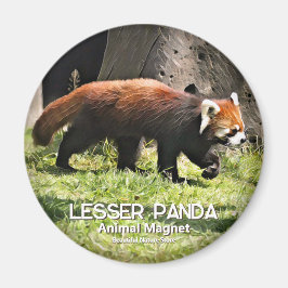 Imán Lesser panda