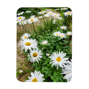 Imán Leucanthemum Blooms