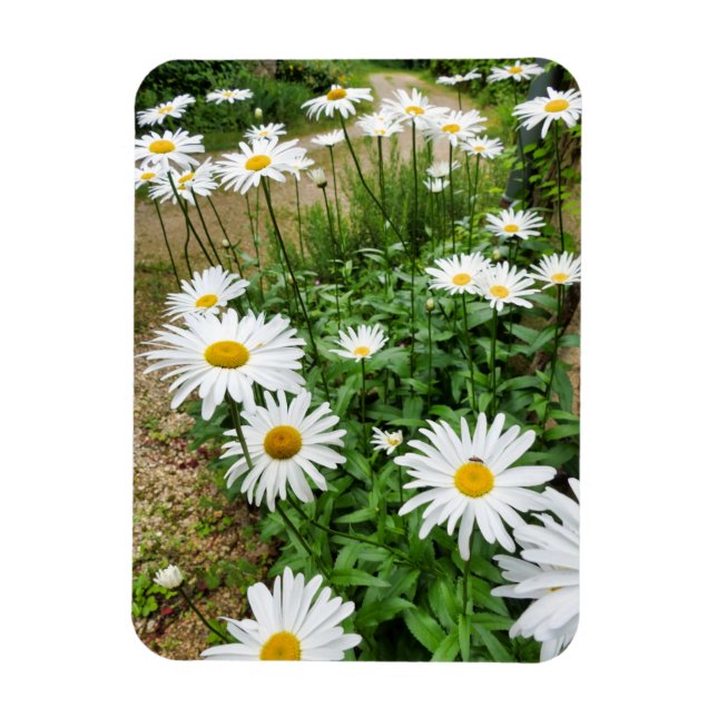 Imán Leucanthemum Blooms (Vertical)
