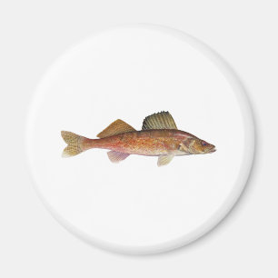 Imán Leucomas