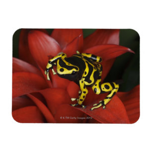 Imán Leucomelas congregados naranja de Dendrobates de