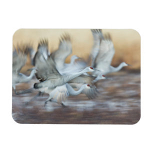 Imán Levantamiento de Sandhill Cranes