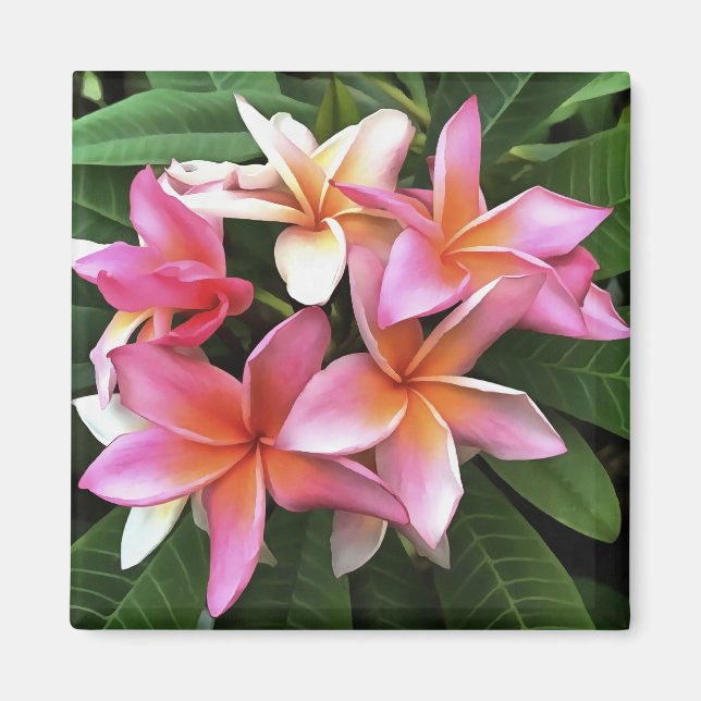 Imán Leyenda De Flor De Frangipani Pink Pálido (Frente)