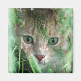 Imán Leyenda de la selva