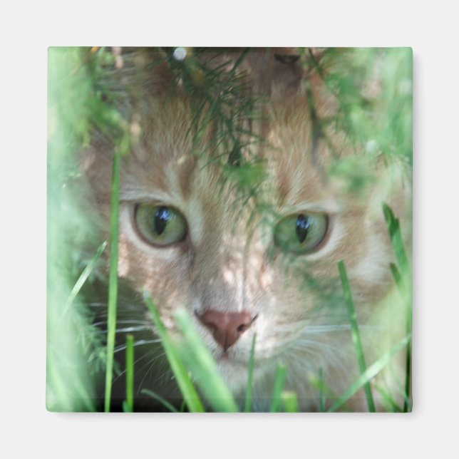 Imán Leyenda de la selva (Frente)