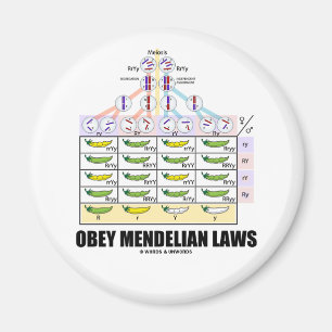 Imán Leyes de Obey Mendelian (Mares de Cruz Dihíbridos)