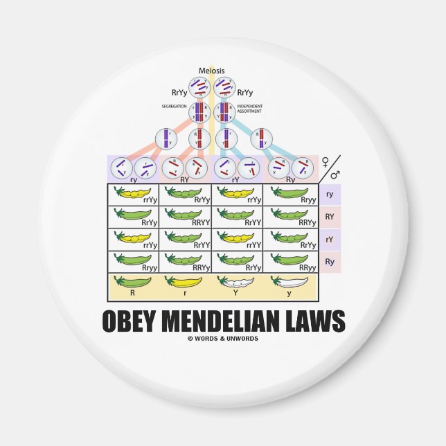 Imán Leyes de Obey Mendelian (Mares de Cruz Dihíbridos) (Frente)