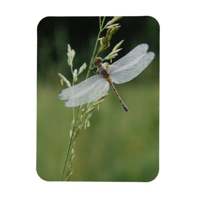 Imán Libélula Darner cubierta de rocío (Vertical)