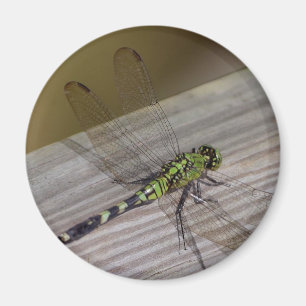 Imán Libélula del insecto