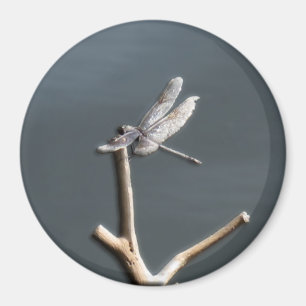 Imán Libélula en reposo