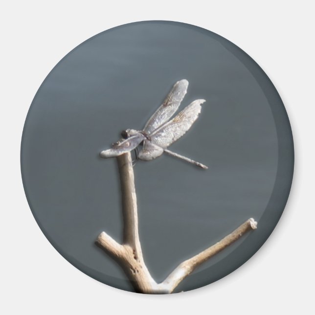 Imán Libélula en reposo (Frente)