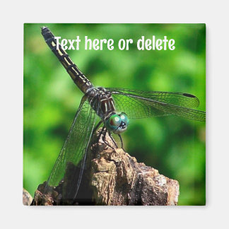 Imán Libélula Naturaleza Personalizada