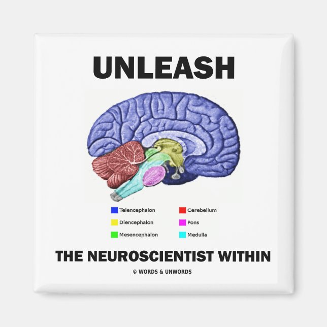 Imán Liberar Al Neurocientífico Dentro (Anatomía Cerebr (Frente)