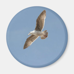 Imán Libre como pájaro (gaviota voladora)