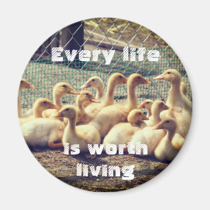 Imán libre con los patos, vegano de la crueldad