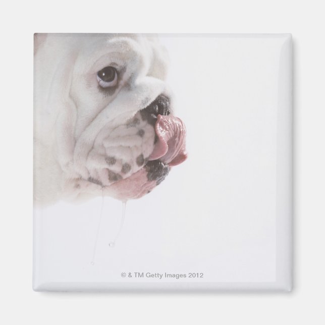 Imán Licencia de bulldog (Frente)
