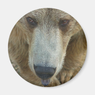 Imán Licencia de oso