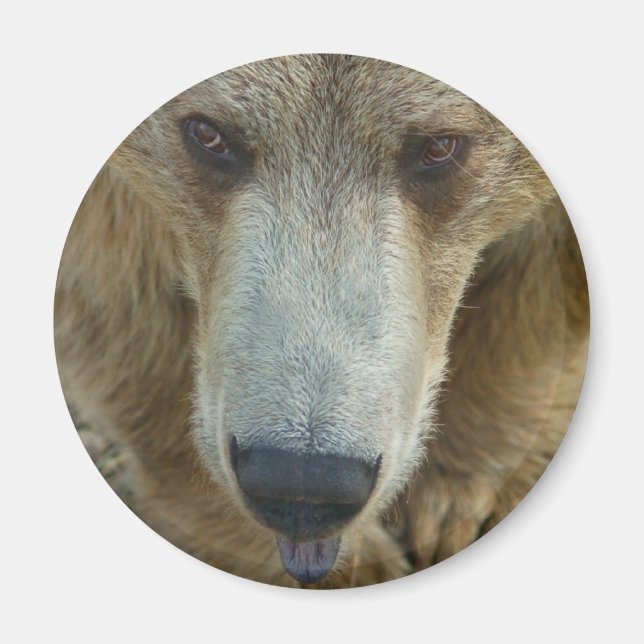 Imán Licencia de oso (Frente)