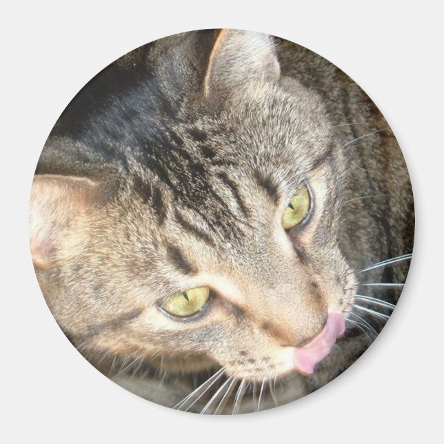 Imán Licky Paws (Frente)