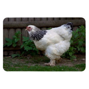 Imán Light Brahma Hen