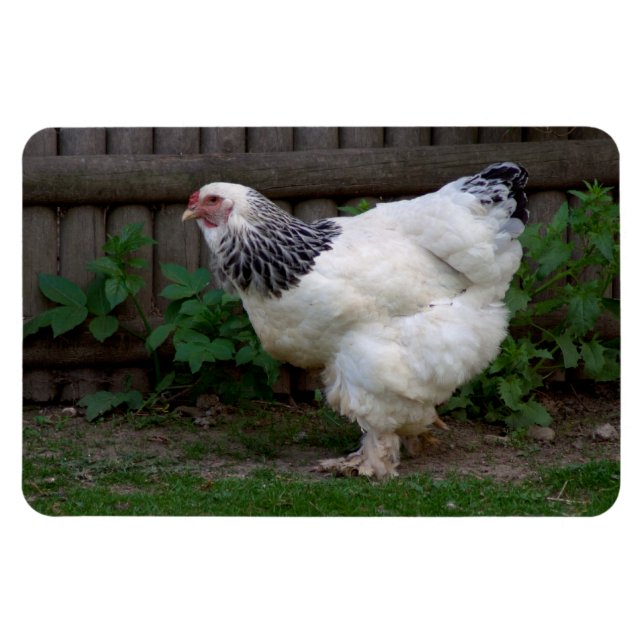 Imán Light Brahma Hen (Horizontal)