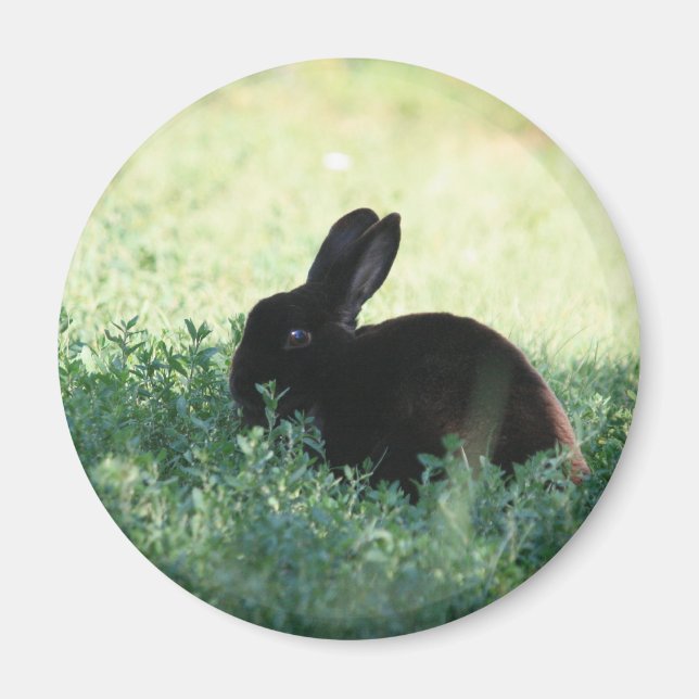 Imán Lil Black Bunny (Frente)