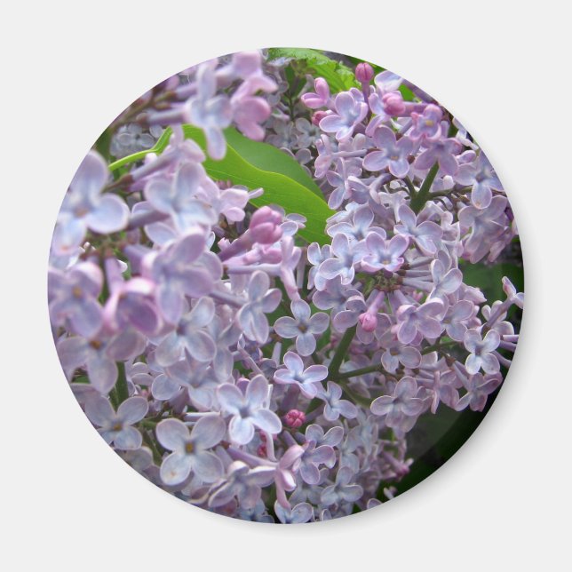 Imán Lilac Bunches (Frente)