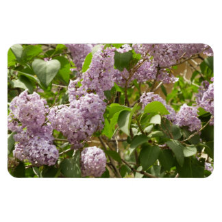 Imán Lilac Bush hermosas flores de primavera morada
