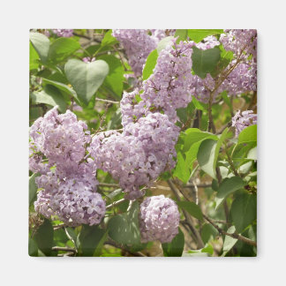 Imán Lilac Bush hermosas flores de primavera morada