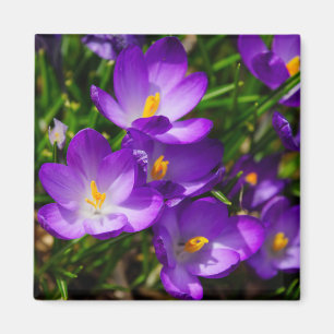 Imán Lilac Crocuses