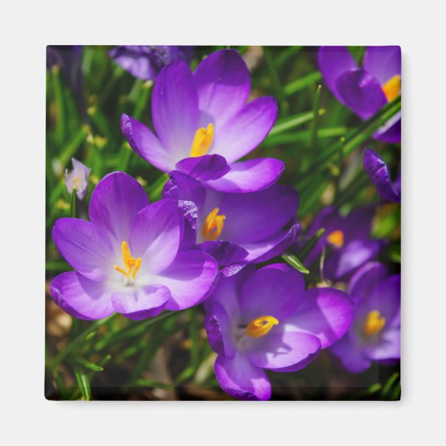 Imán Lilac Crocuses (Frente)