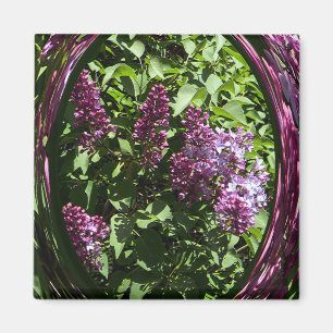 Imán Lilacs...