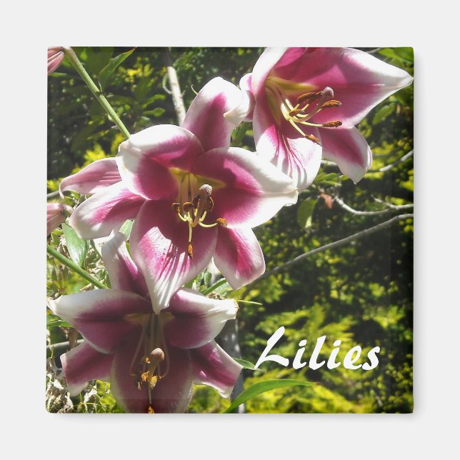 Imán Lilies (Frente)
