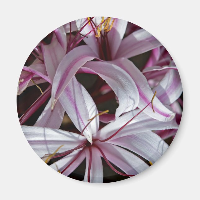 Imán Lilies (Frente)