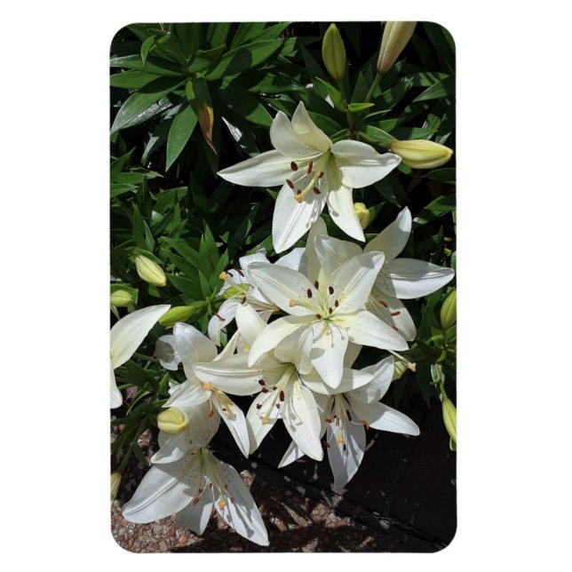 Imán Lilies blancos (Vertical)