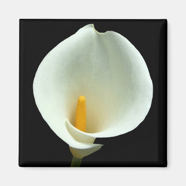 Imán Lilly Magnet (Frente)