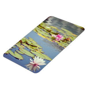 Imán Lilly Pond Flowers