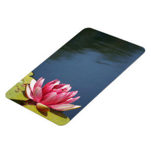 Imán Lilly Pond Flowers