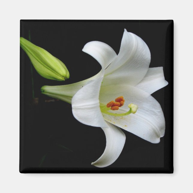 Imán Lily (Frente)