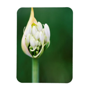 Imán Lily africana, Agapanthus Praecox, Ciudad del Cabo
