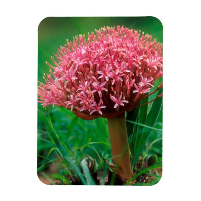 Imán Lily africana (Agapanthus Praecox), Mala Mala (Vertical)